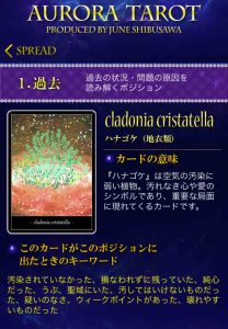 29　ハナゴケ