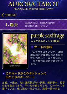 36　ムラサキユキノシタ